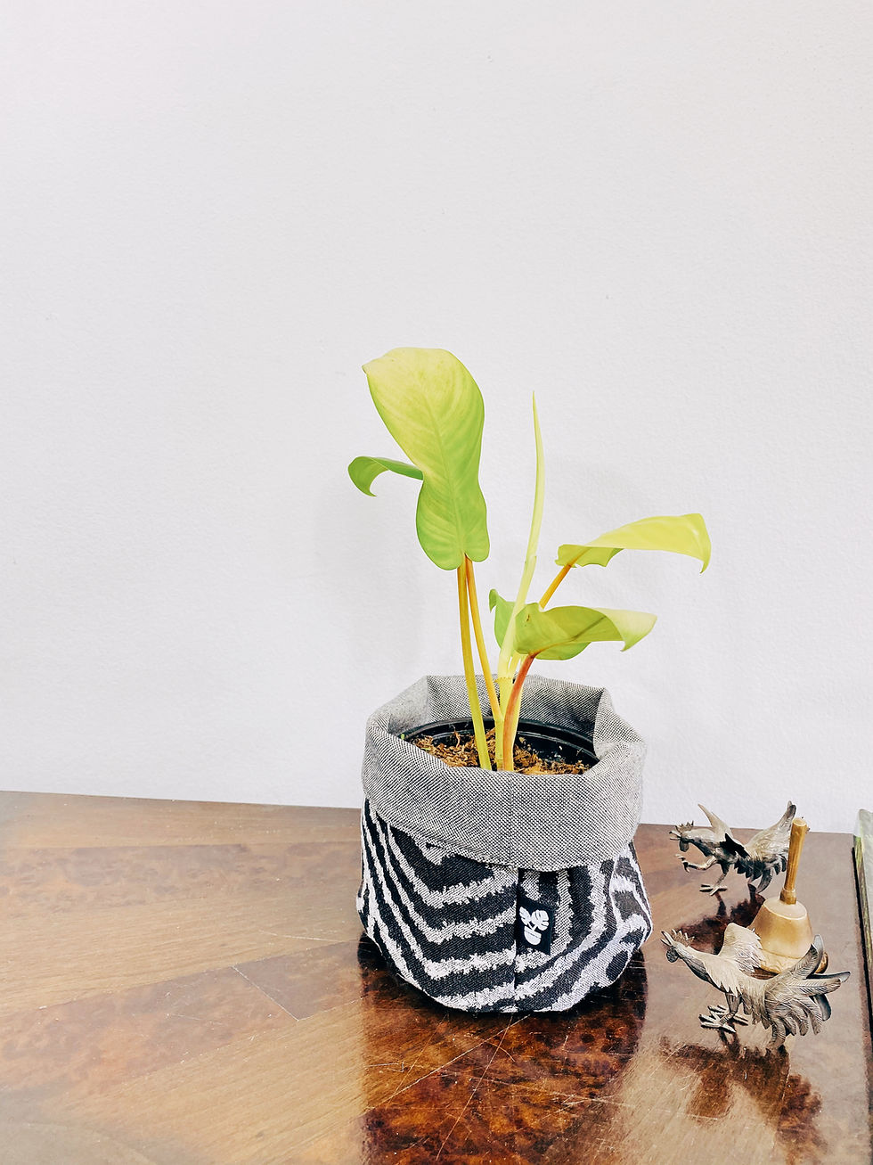 Miniatura: Filodendro Limón