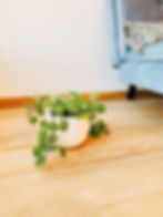 Miniatura: Llama plata - Planta del dinero