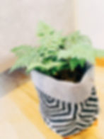 Miniatura: Helecho Cuero