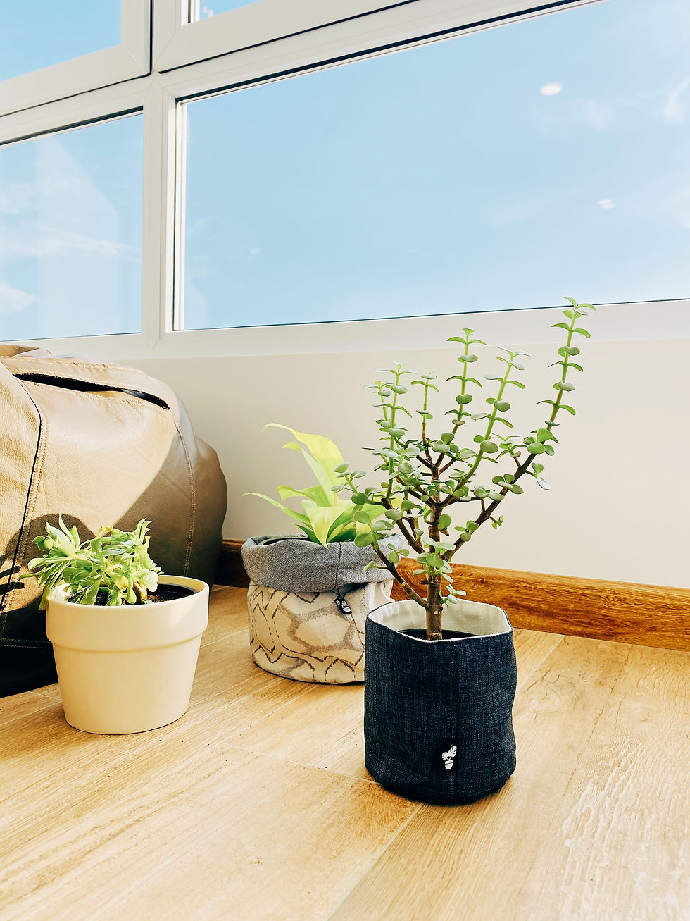 Miniatura: Planta de la moneda