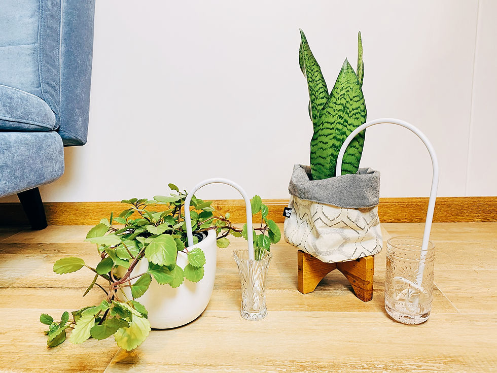 Miniatura: Auto Riego Blanco