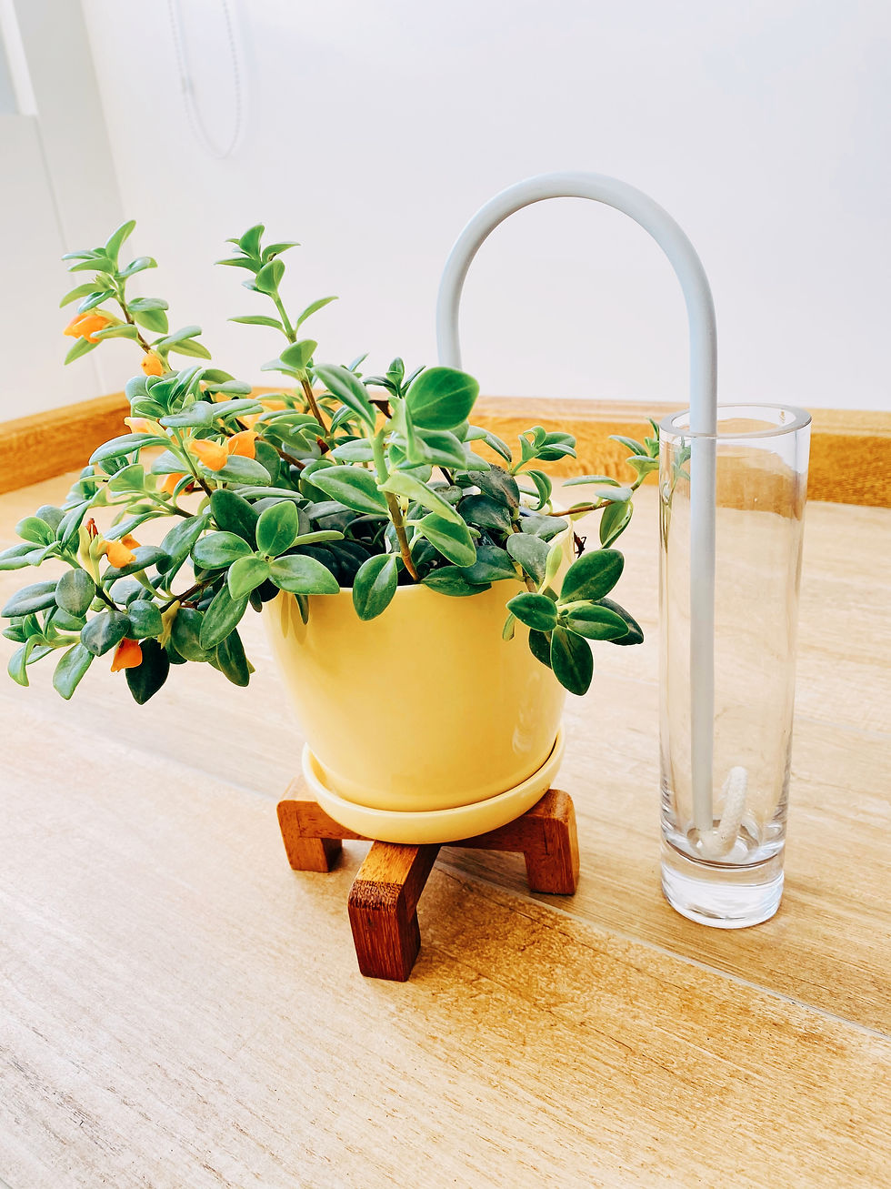 Miniatura: Nematanto - Planta Pescadito