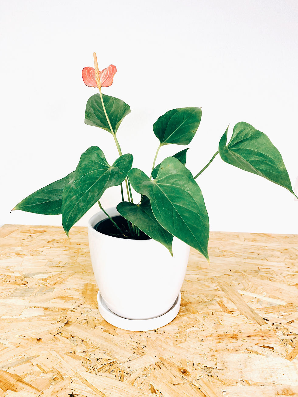 Miniatura: Maceta Cerámica -