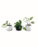 Miniatura: Soportes para plantas-tutor/parante