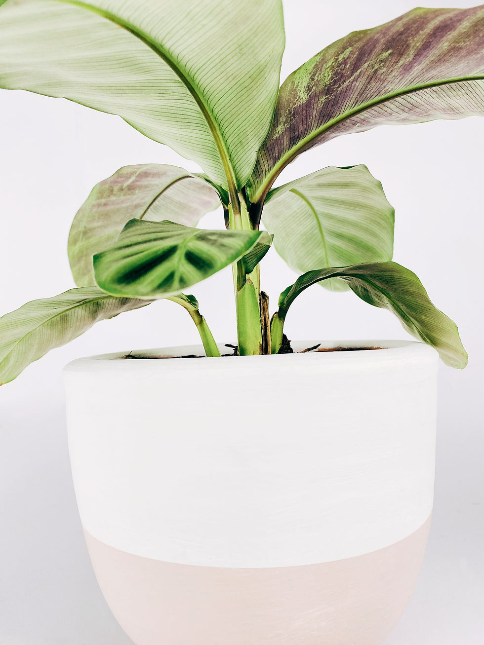 Miniatura: Calathea Zebrina