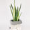Miniatura: Sansevieria Blanca