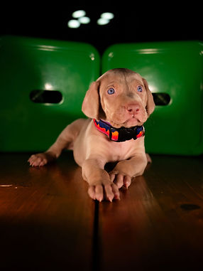Pupppppies-30.jpg