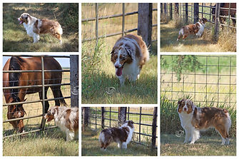 Rusty 1.5 yrs old.jpg