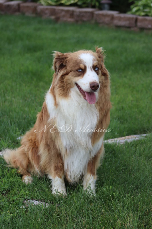 3D Aussies, Australian Shepherds, Puppies for sale, Location Nebraska