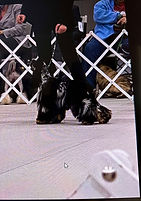 Latte's Russian sire 1.jpg