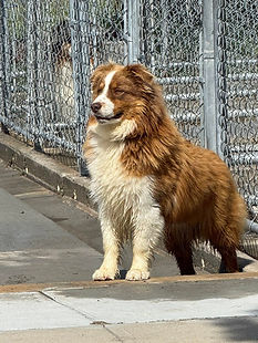 Louie 9.jpg