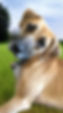 Fern in the meadow.jpg