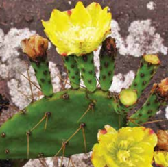 Palma-amarela
cactos
espinhos
flor amarela