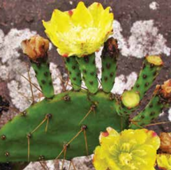 Palma-amarela
cactos
espinhos
flor amarela
