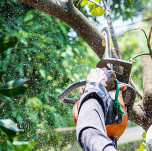 Essential Tree Providers for a Healthy Landscape