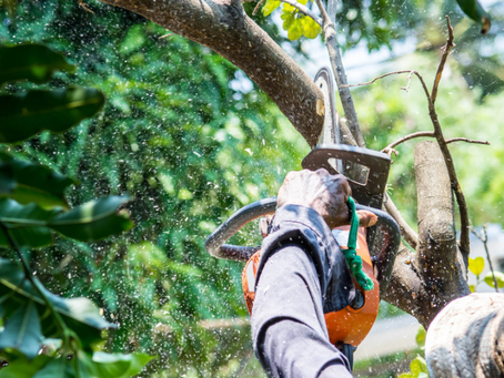 Essential Tree Providers for a Healthy Landscape
