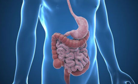 Digestieve Digestive