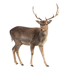animal - deer.png
