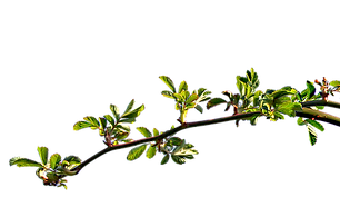banana branch.png