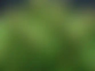 Feeling Groovy: Indica, Sativa, Hybrid - Which Strain is Your Perfect Match?