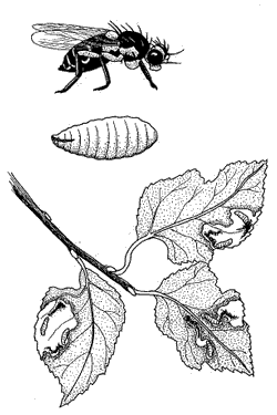 leafminer3.gif