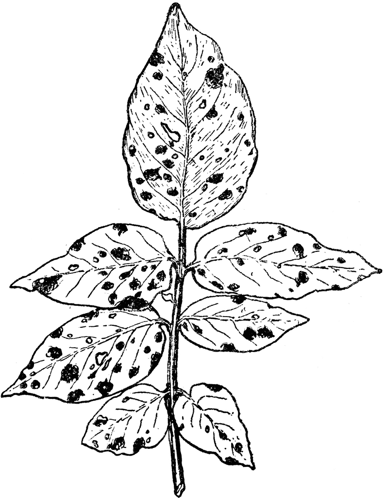 leaf fungus.gif
