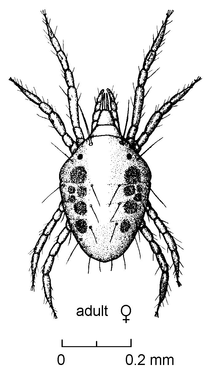 Spider_mite_adult_female.gif