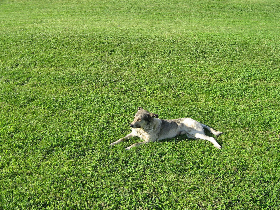 Dogs001.jpg