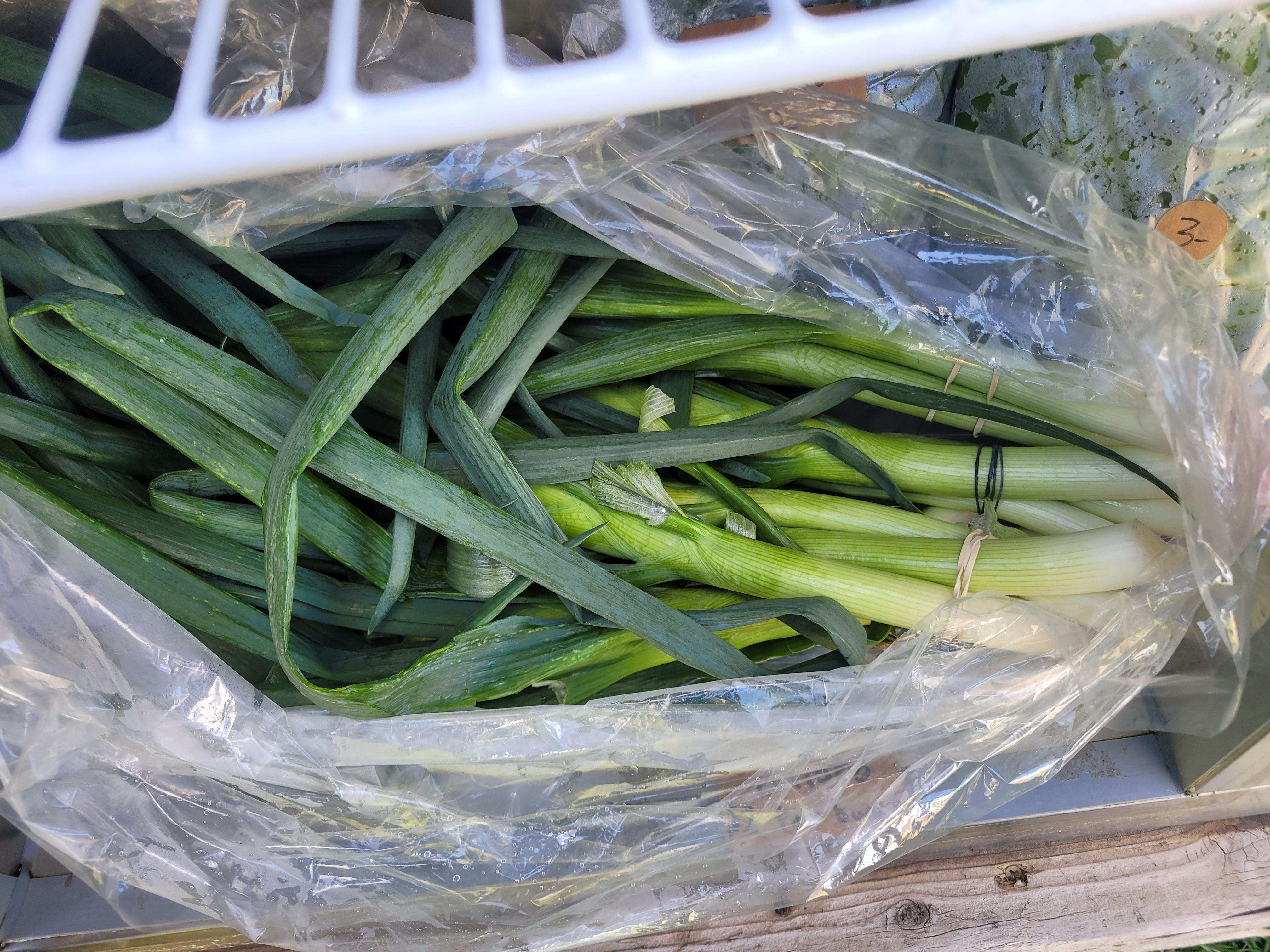 Winter onions one bunch