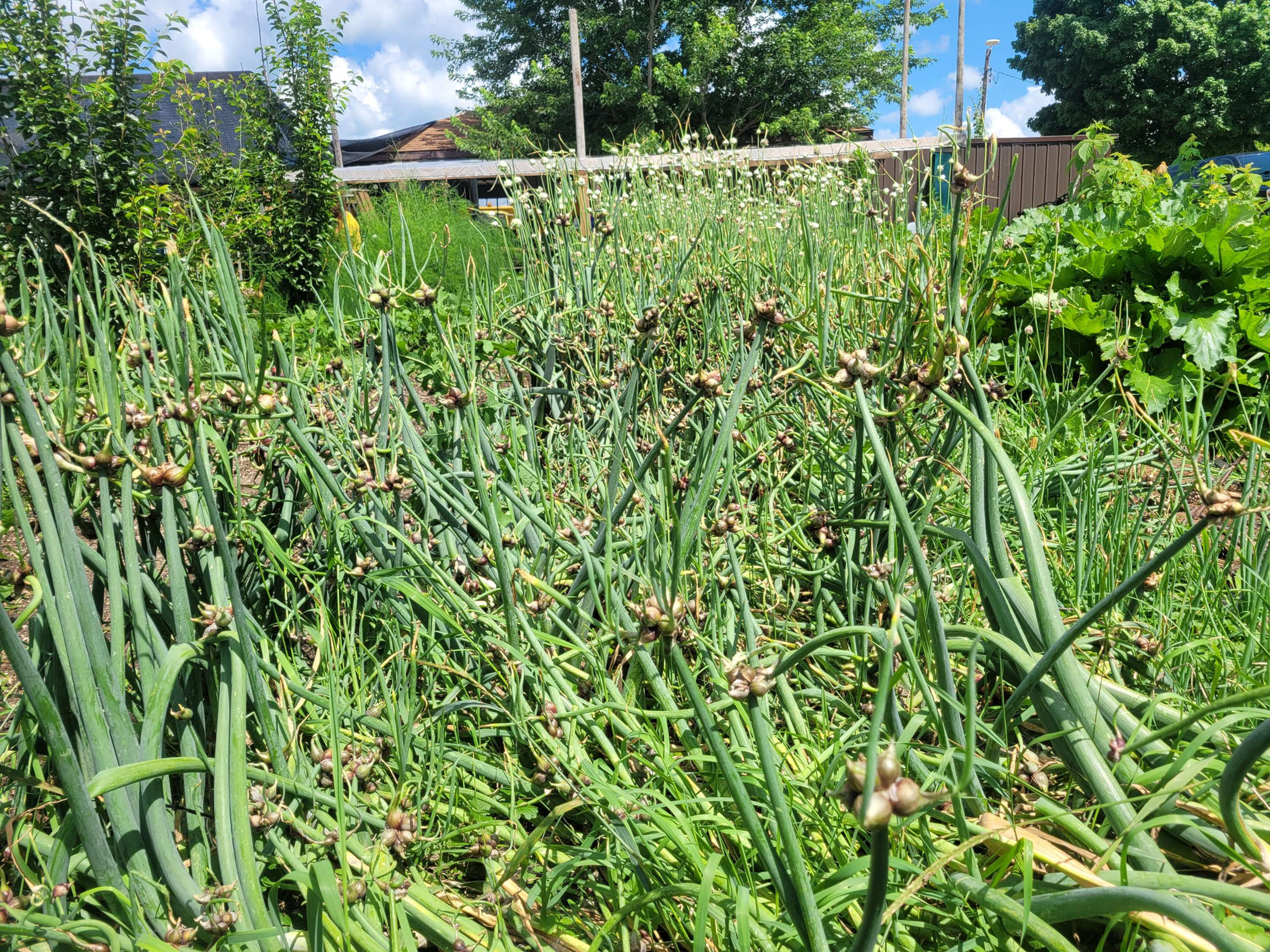 Egyptian walking onions 40bulbs