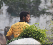 Village Man in field
