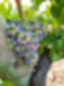 Favorite Grapes 20190730_144549 copy.jpg