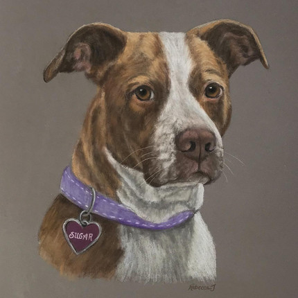 Sugar the Pit Bull