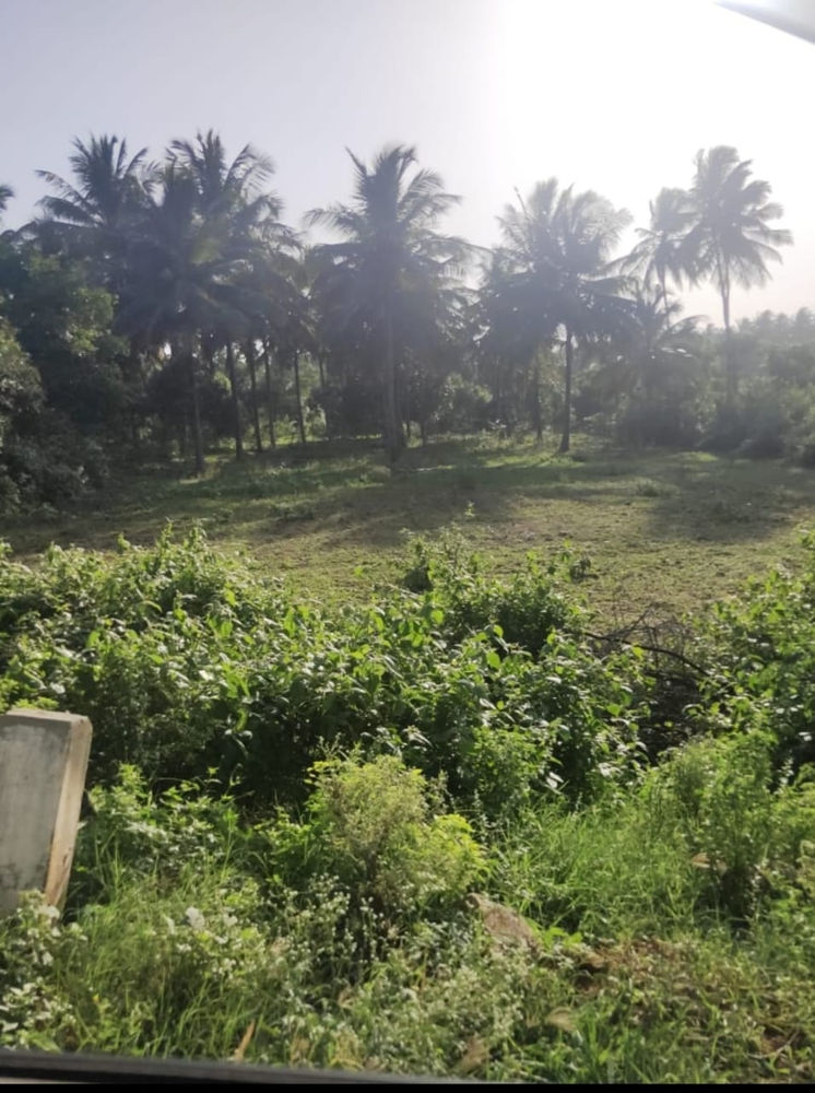 Agricultural Land for Sale in Kinathukadavu, off CoimbatorePollachi Road