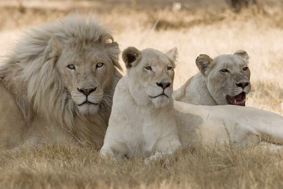 White Lion Psychology Inc.