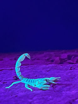 sedona-scorpion-under-blacklight.jpeg