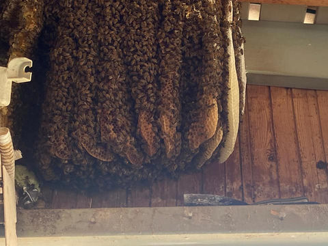 פינוי והרחקת דבורים ללא ריסוס