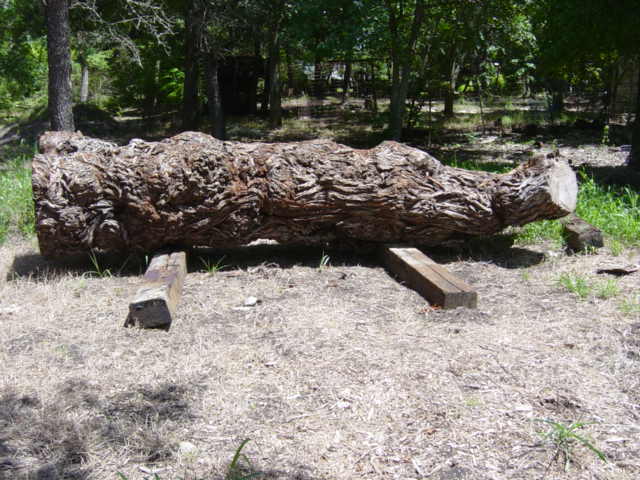 Mesquite, Burl log 2070.jpg