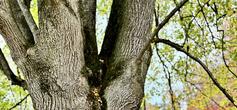 nur baum_edited.jpg