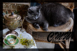CatLayingByTeaTime