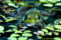FrogCloseUp