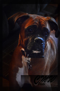 Dogtiltingheadportrait