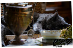 SleepingKitty1