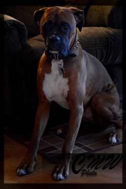 DogPortrait