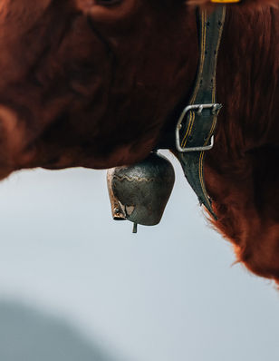 Ausflug Chasseral - Kühe