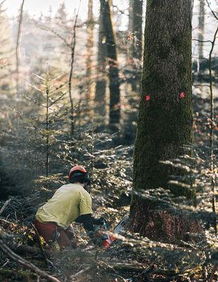 Weisstann fällen - Forstwart