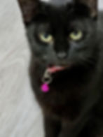 Mya