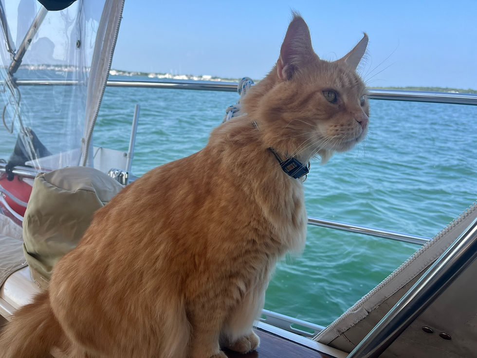 Baxter on Bird Patrol