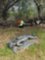 Springtime Foraging at the di Rosa Center for Contemporary Arts