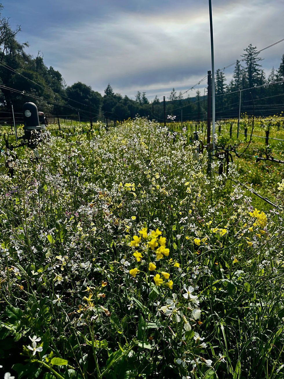 Urban Foraging - Wild Food and Medicinals with Ambre